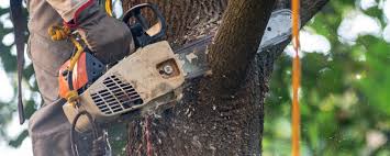 How Our Tree Care Process Works  in  Honokaa, HI